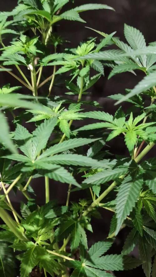 DMO Grapefruit #2 - Good Times Genetics