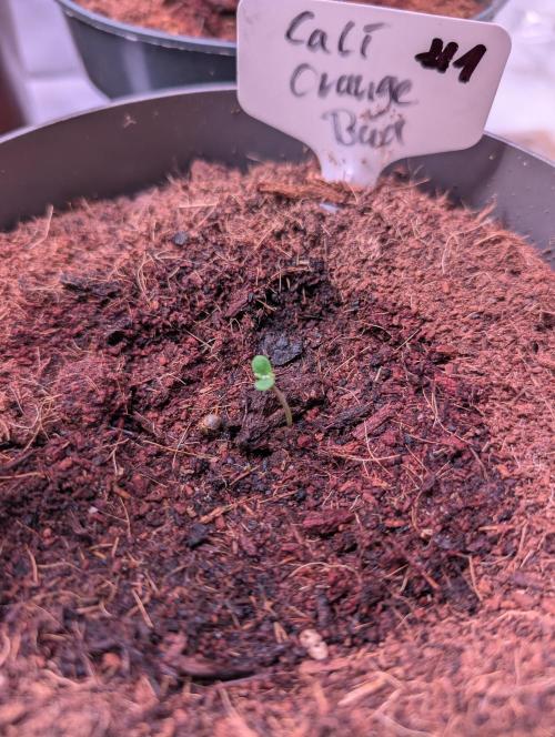 Cali Orange Bud - BioTabs.nl Grow. Week 0