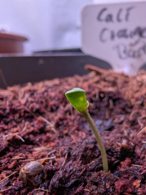 Cali Orange Bud - BioTabs.nl Grow. Week 0