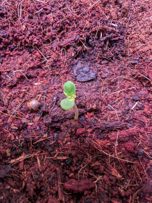 Cali Orange Bud - BioTabs.nl Grow. Week 0