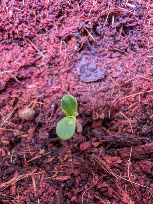 Cali Orange Bud - BioTabs.nl Grow. Week 0