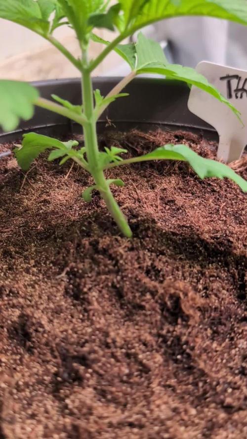 THC - Victory #2 - Sponsored by Biotabs