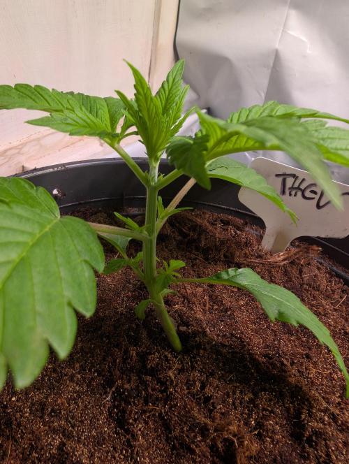 THC - Victory #2 - Sponsored by Biotabs. Week 2