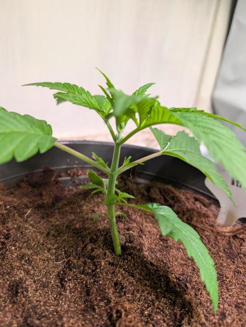 THC - Victory #2 - Sponsored by Biotabs. Week 2