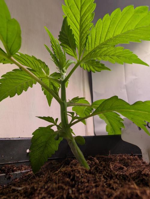 THC - Victory #2 - Sponsored by Biotabs. Week 2