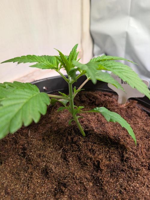 THC - Victory #2 - Sponsored by Biotabs. Week 2