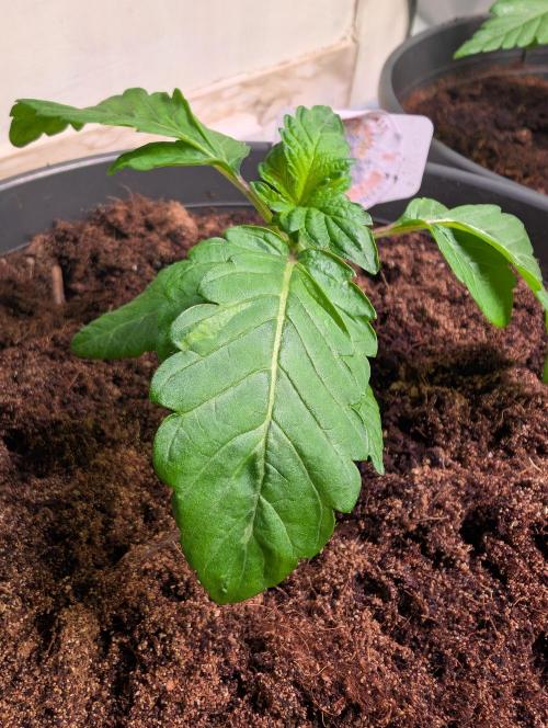 Snapple Apple - Sponsored by Biotabs. Week 2