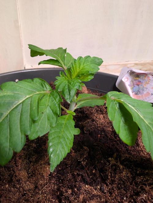 Snapple Apple - Sponsored by Biotabs. Week 2