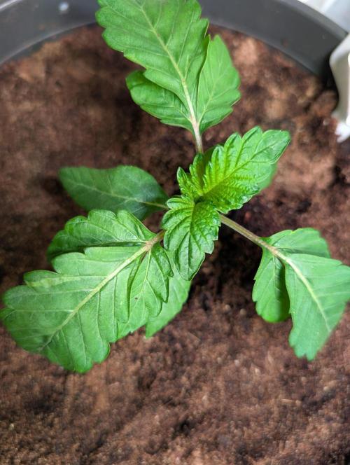 Snapple Apple - Sponsored by Biotabs. Week 2