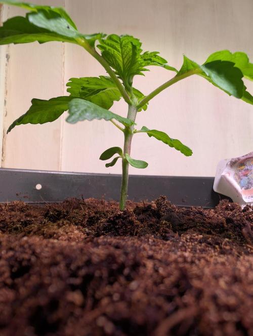 Snapple Apple - Sponsored by Biotabs. Week 2