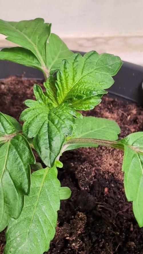 Snapple Apple - Sponsored by Biotabs