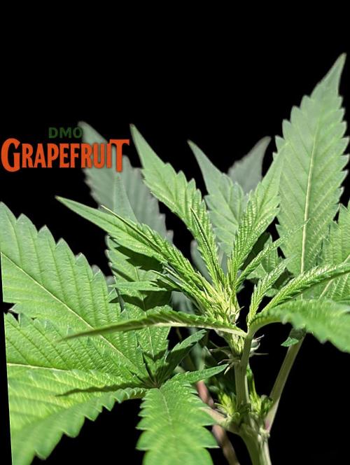 DMO Grapefruit #2 - Good Times Genetics. Week 8