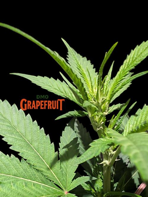 DMO Grapefruit #2 - Good Times Genetics. Week 8