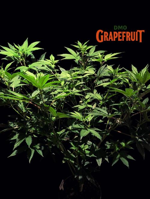DMO Grapefruit #2 - Good Times Genetics. Week 8