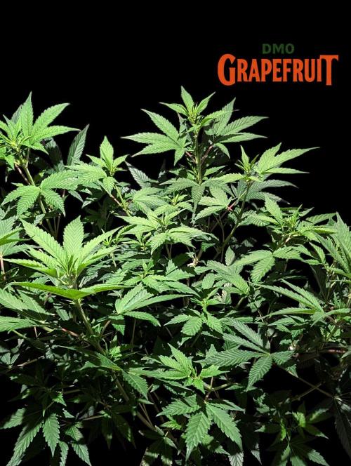 DMO Grapefruit #2 - Good Times Genetics. Week 8