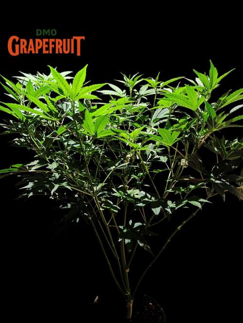 DMO Grapefruit #2 - Good Times Genetics. Week 8