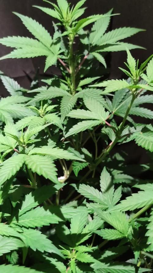 DMO Grapefruit #2 - Good Times Genetics