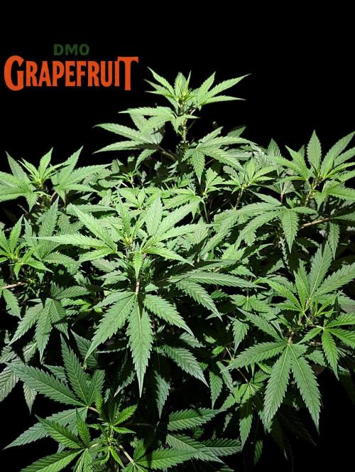 DMO Grapefruit #1 - Good Times Genetics. Week 8