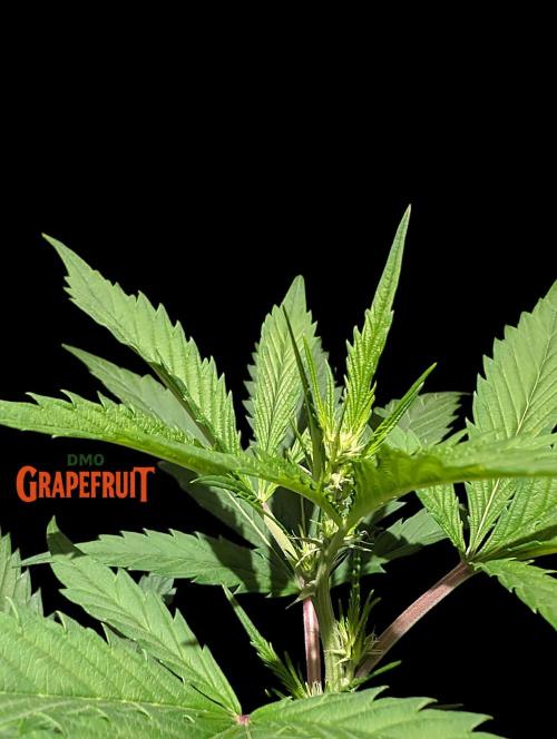 DMO Grapefruit #1 - Good Times Genetics. Week 8