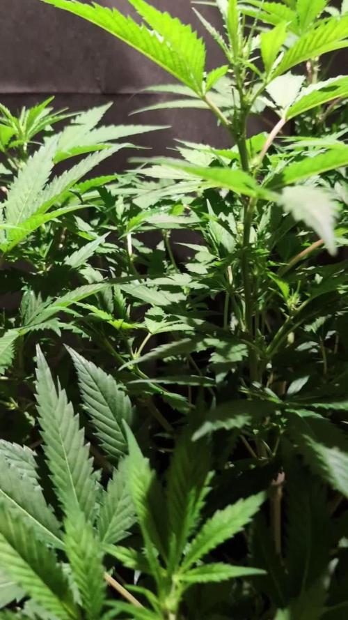 DMO Grapefruit #1 - Good Times Genetics