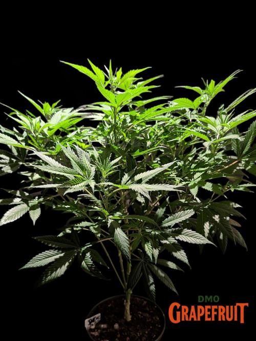 DMO Grapefruit #1 - Good Times Genetics. Week 8