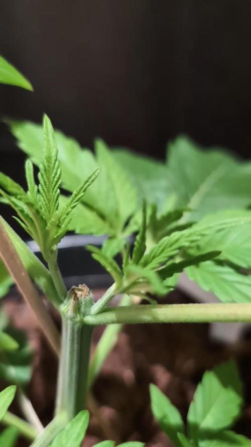 THC - Victory #2 - Sponsored by Biotabs