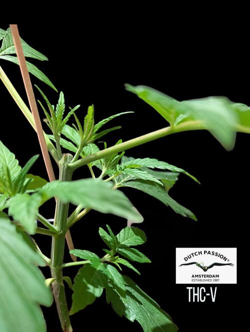 THC - Victory #2 - Sponsored by Biotabs. Week 3