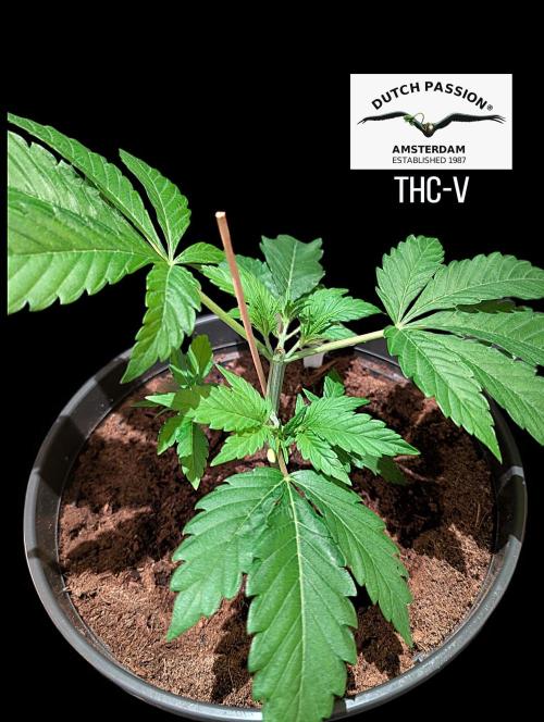 THC - Victory #2 - Sponsored by Biotabs. Week 3