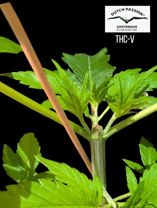 THC - Victory #2 - Sponsored by Biotabs. Week 3