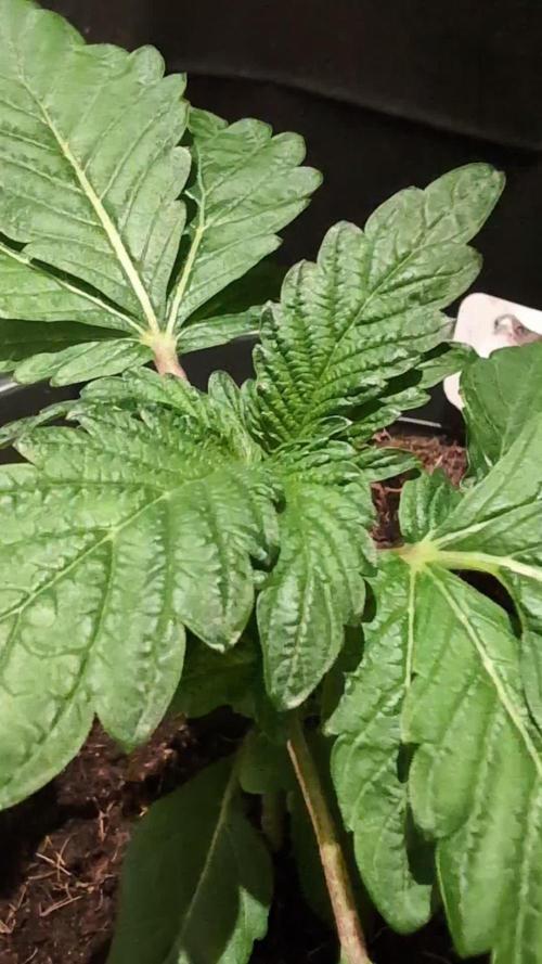 Snapple Apple - Sponsored by Biotabs