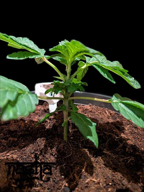 Snapple Apple - Sponsored by Biotabs. Week 3