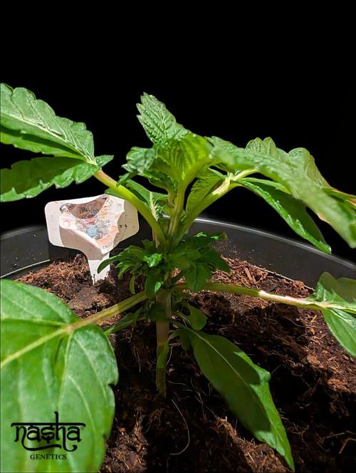 Snapple Apple - Sponsored by Biotabs. Week 3