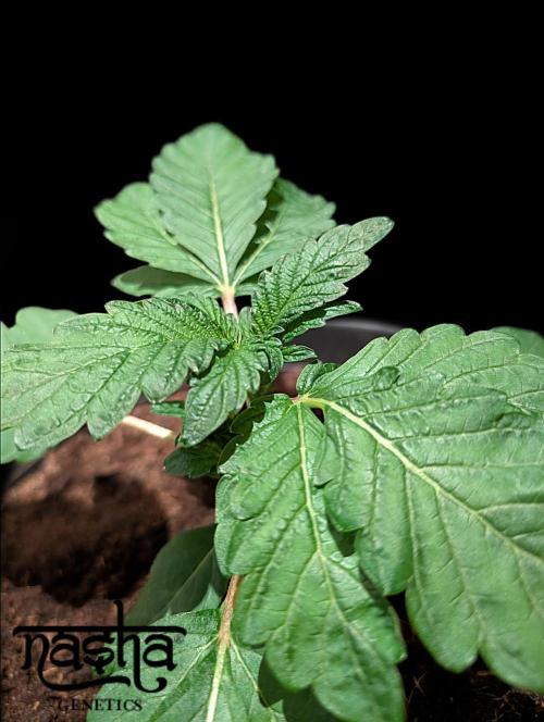 Snapple Apple - Sponsored by Biotabs. Week 3