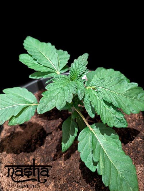 Snapple Apple - Sponsored by Biotabs. Week 3