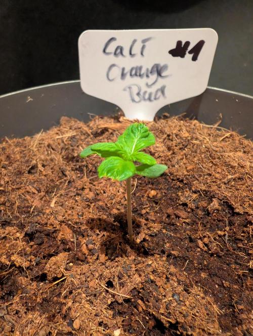 Cali Orange Bud - BioTabs.nl Grow. Week 1