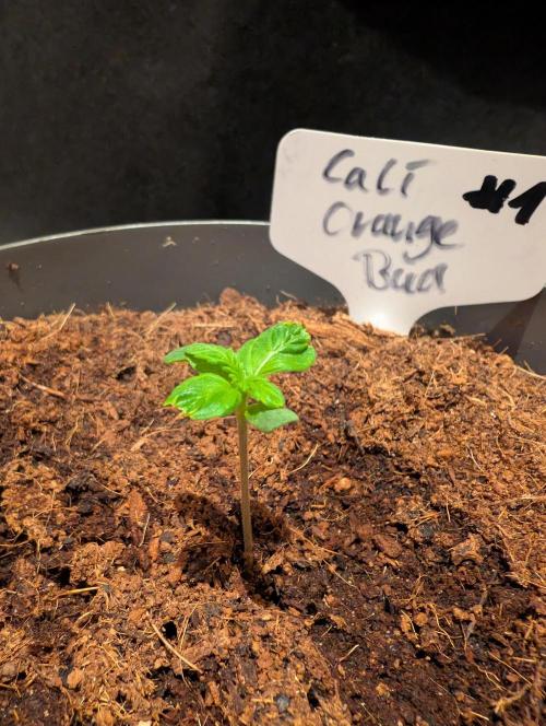 Cali Orange Bud - BioTabs.nl Grow. Week 1