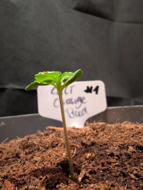 Cali Orange Bud - BioTabs.nl Grow. Week 1