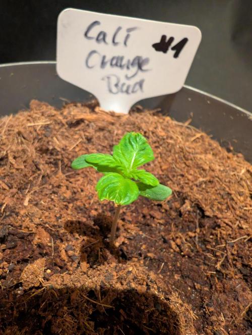 Cali Orange Bud - BioTabs.nl Grow. Week 1