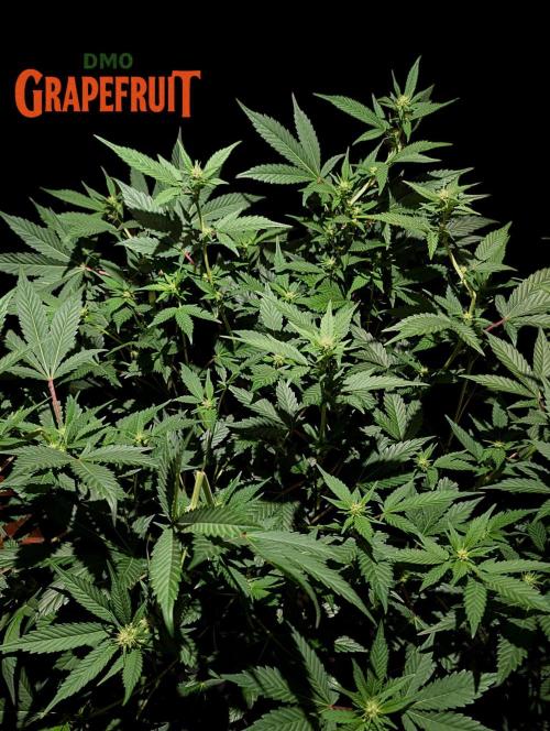 DMO Grapefruit #2 - Good Times Genetics. Week 9