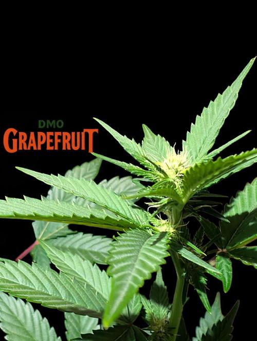 DMO Grapefruit #2 - Good Times Genetics. Week 9