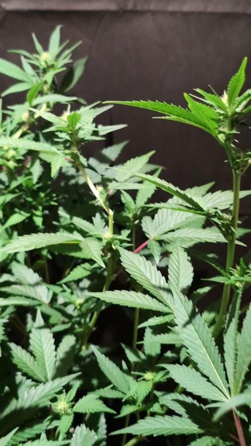 DMO Grapefruit #2 - Good Times Genetics