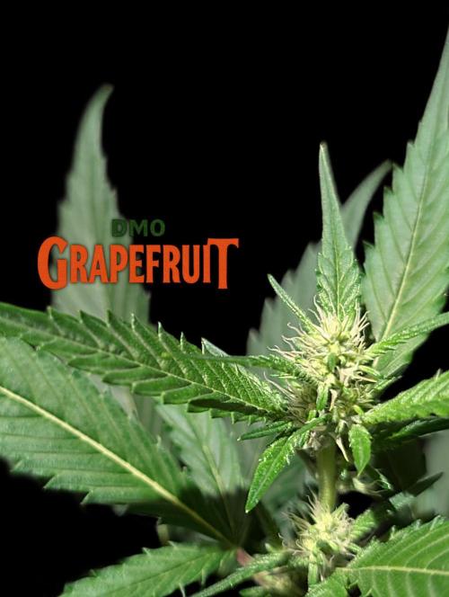 DMO Grapefruit #1 - Good Times Genetics. Week 9