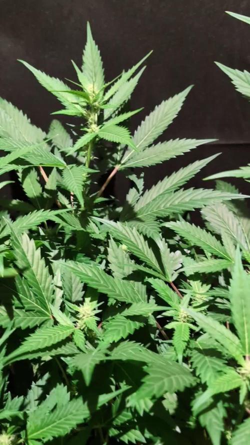 DMO Grapefruit #1 - Good Times Genetics