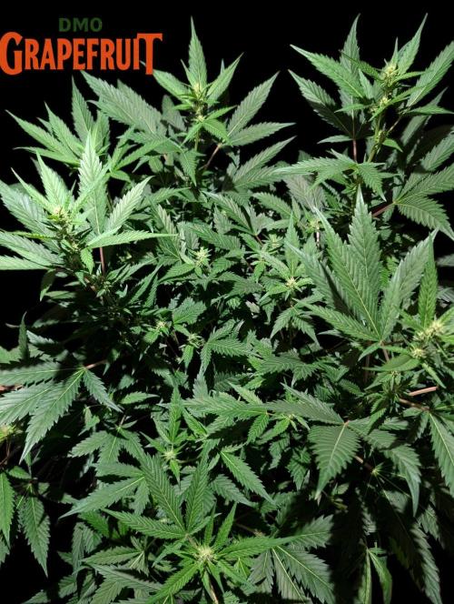 DMO Grapefruit #1 - Good Times Genetics. Week 9