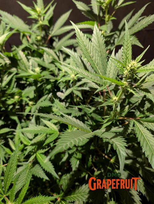DMO Grapefruit #1 - Good Times Genetics. Week 9