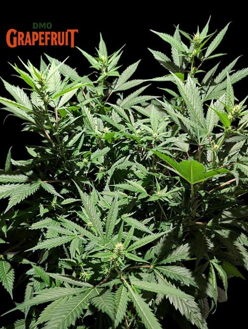 DMO Grapefruit #1 - Good Times Genetics. Week 9