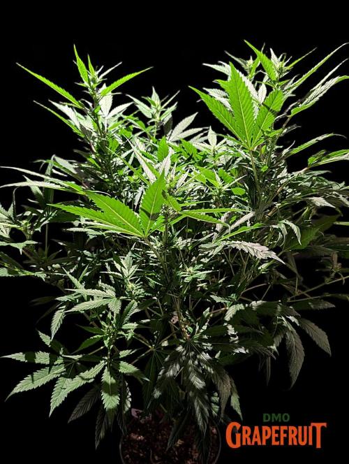 DMO Grapefruit #1 - Good Times Genetics. Week 9