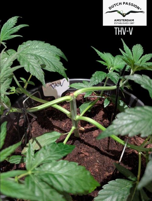 THC - Victory #2 - Sponsored by Biotabs. Week 4