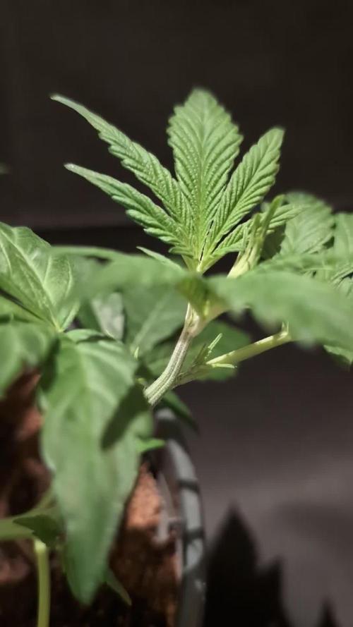 THC - Victory #2 - Sponsored by Biotabs