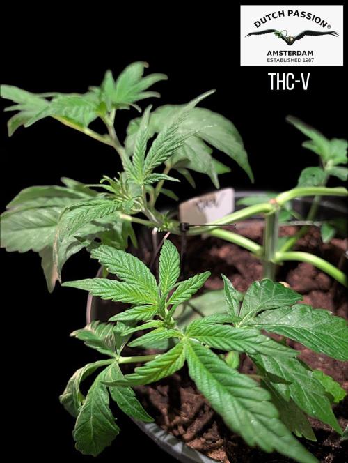 THC - Victory #2 - Sponsored by Biotabs. Week 4